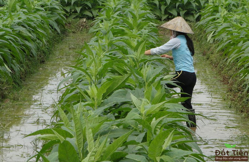 Quy trình trồng và chăm sóc thuốc lào Tiên Lãng